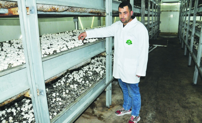 Devlet desteğiyle mantar üretim tesisi kuran çiftçi, 20 kişiyi istihdam ediyor