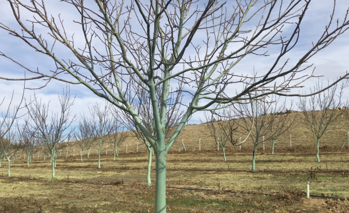 Kırşehir'de ceviz ağaçları "bordo bulamacı" ile hastalıklara karşı korunuyor