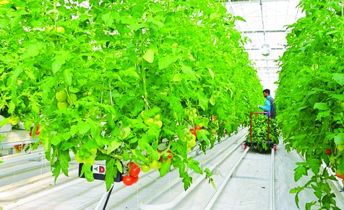 Kırşehir'de jeotermal serada üretilen domates ihraç ediliyor
