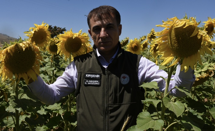 Kırşehir'de atıl tarım arazileri ayçiçeği ile değerlendiriliyor
