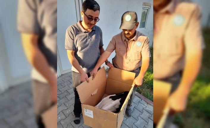 Kırşehir'de yaralı ak leylek tedaviye alındı