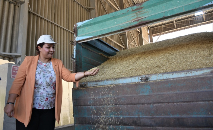 TMO Kırşehir Şubesi 120 bin ton arpa ve buğday aldı