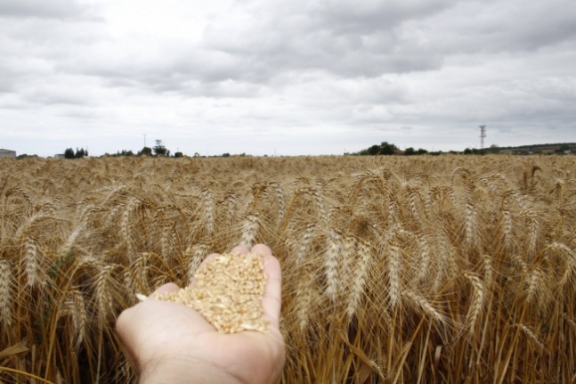 Buğday tohumu  dağıtımı yapılacak